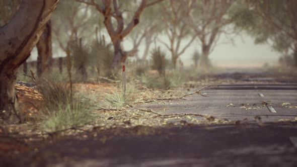 Open Road in Australia with Bush Trees