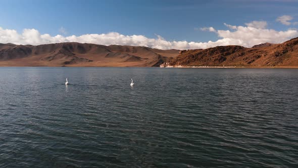 White Swans on a Mountain Lake A Lake in the Mountains of Mongolia a Resting Place for Birds