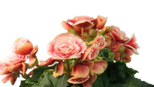 Time lapse of growing and blooming pink begonia flower