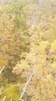 Vertical Video Trees in the Autumn Forest in the Afternoon