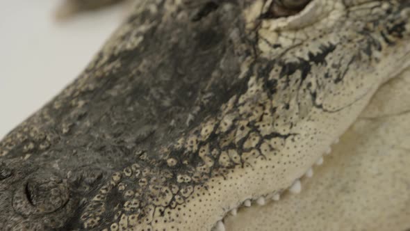 Close up macro alligator predator