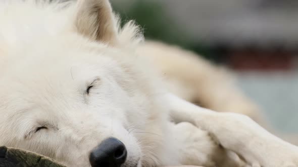 White Wolf Sleeps Lying Close Up
