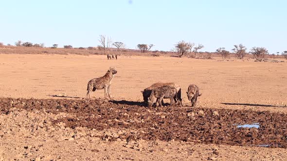 A pack of African Spotted Hyenas scavenge for food in muddy floodplain