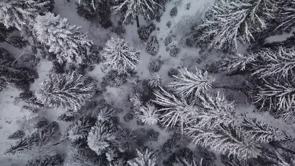Aerial winter footage. Flying over frozen forest in snowy day