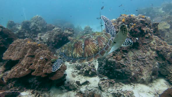 Green Sea Turtle Swimming