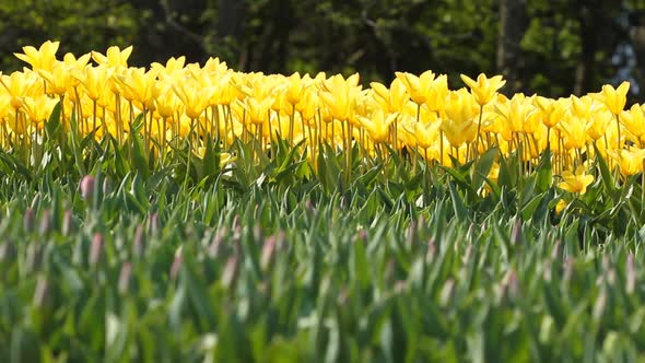 Yellow Tulips Bloomed