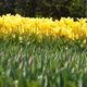 Yellow Tulips Bloomed - VideoHive Item for Sale
