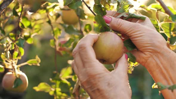 Woman Picking an Apple on Sunset