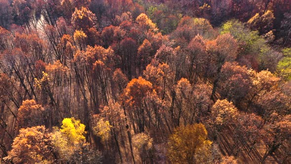 Aerial Forest View of Amazing Autumn Colors