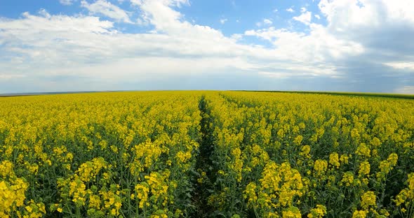 Yellow Rapeseed Flowers Against Cloudy Sky