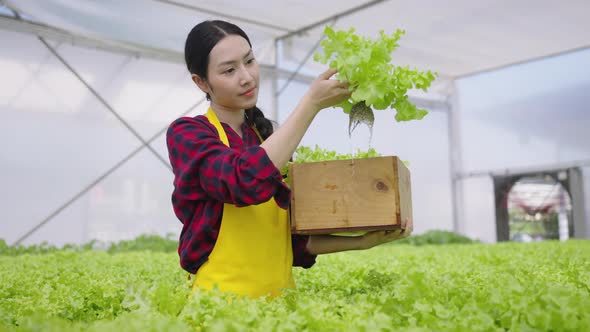 Hydroponics farm organic fresh harvested vegetables concept