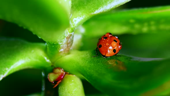 Small Ladybug Crawl on Blade of Grass Against Blurred Nature Background