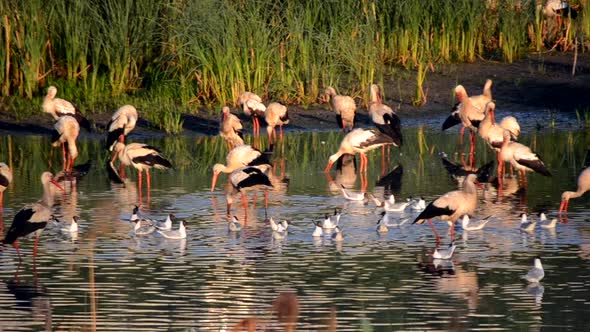 Many Birds Storks and Seagulls on the Shore of the Lake Near the Green Reeds