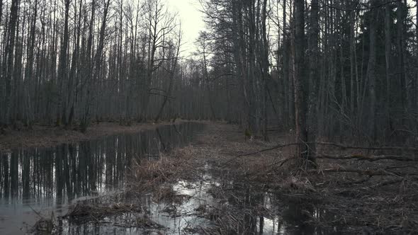 Walkpath in a Flooded Deciduous Forest With Wooden Foot Bridge. Sloka Lake Wooden Boardwalk in Swamp