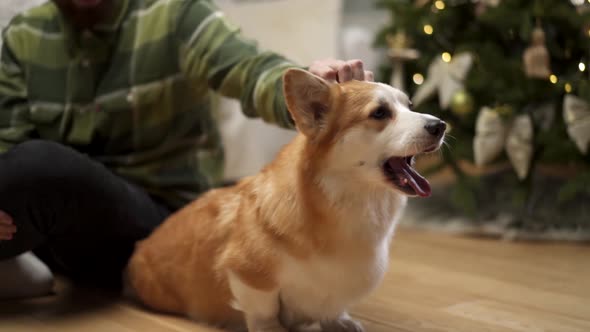 Man petting a dog in front of a Christmas tree at home