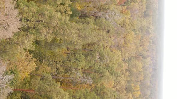 Vertical Video Autumn Forest with Trees in Ukraine Slow Motion