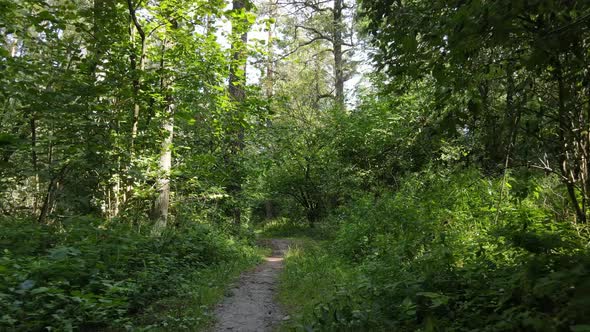 Natural Landscape in the Forest During the Day