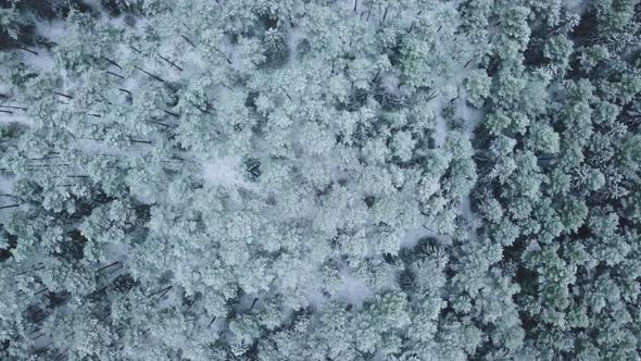 Winter forest nature snow-covered winter trees landscape view from air.