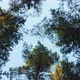 Pine Tree Tops - VideoHive Item for Sale