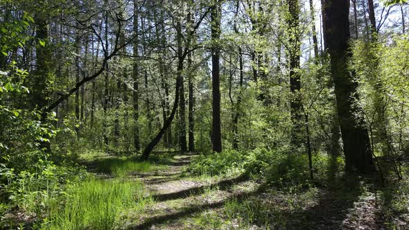 Green Forest During the Day Aerial View