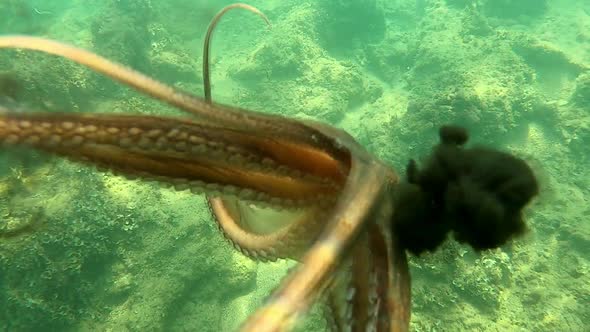 Wild octopus swimming underwater in mediterranean sea. Octopuses at close up view.