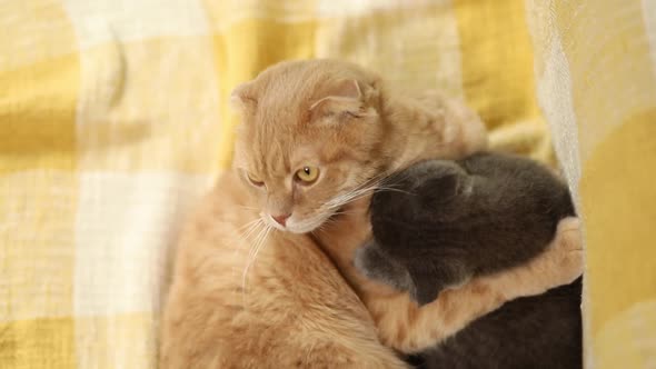 Two cute short hair kitty and cat playing together at home