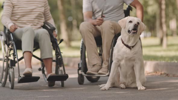 Wheelchair Couple and Their Dog in Park