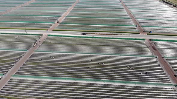 Aerial View of a Strawberry Farm in Australia