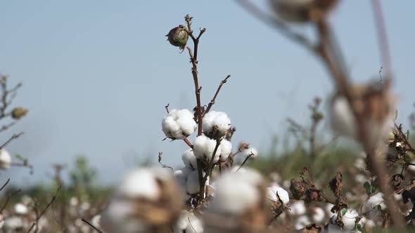 Twig of Cotton Plant with Flower Boll Growing on Large Field