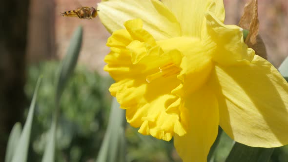 Narcissus pseudonarcissus flower in the garden on the wind  4K 2160p 30fps UltraHD  footage - Narcis