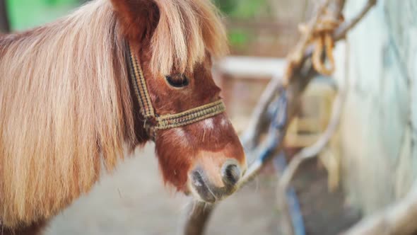 Head of a Beautiful Brown Pony in a Harness