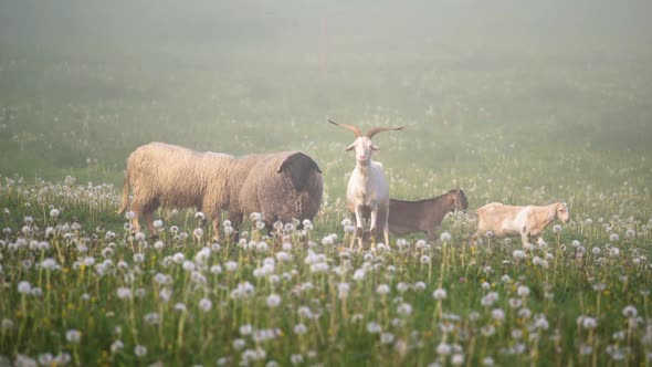Portrait of Sheep and Goats on Green Meadow Pasture in Foggy Nature