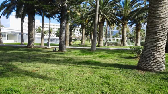 Park with Palm Trees in the Tourist City of Cyprus Sunny Day with Beautiful Weather Summer Resort