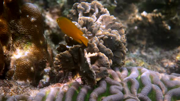 Underwater Video of Lemon Damsel Swimming Among Coral Reefs in Andaman Sea