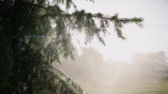 Green Pine Tree in Raindrops in Sunny Summer Forest Close Up