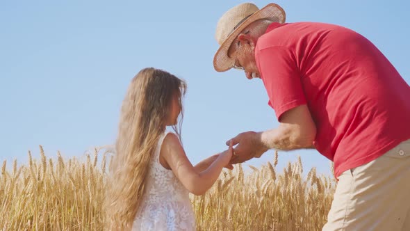 Senior Man and Girl Collect Grains From Wheat Spikelets