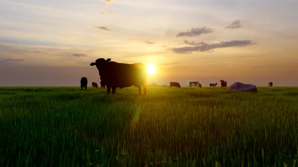 Oxes and Cows Grazing in Green Field with Sunset View