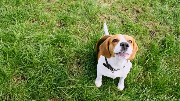 Dog Beagle Sitting at Grass in a Green Park and Barks