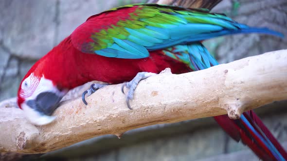 The Red Macaw Parrot Scratches Its Beak on a Branch and Then with Its Clawed Paw