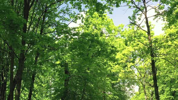 Green Warm Summer in a Park with Oak Trees