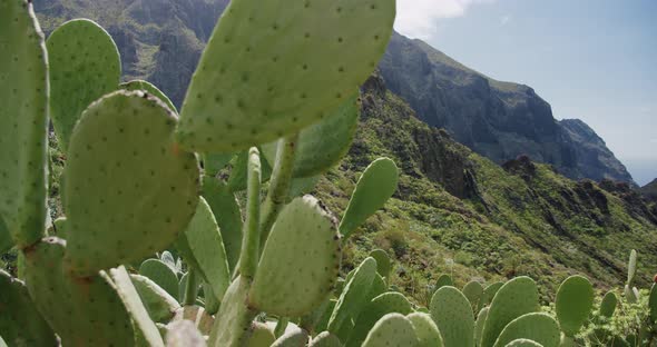 Masca Gorge and Village on Tenerife Canary Islands Spain