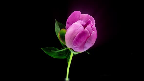 Timelapse of Spectacular Beautiful Pink Peony Flower Blooming on Black Background