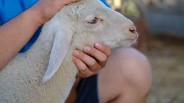 Shepherd Looking After Lamb Barn