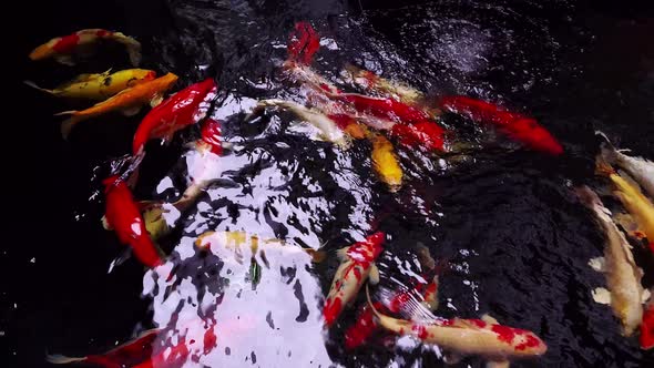 The big fancy colorful variety of ornamental Koi fish in the pond with reflections of water shadows