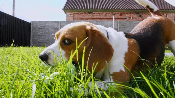 Dog Beagle Playing at Grass in a Green Park with Favourite Toy