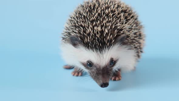 Hedgehog emotions. African pygmy hedgehog on a blue background 