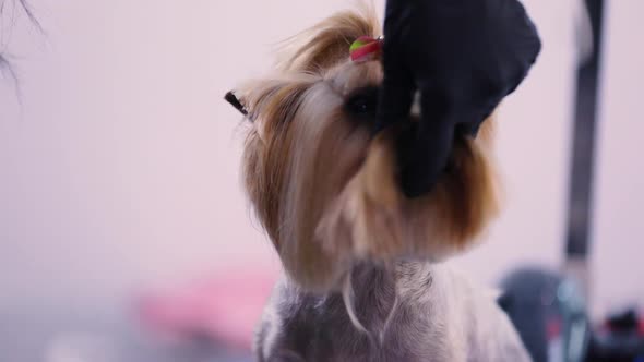 Dog Grooming At Pet Salon. Groomer Brushing With Comb Closeup