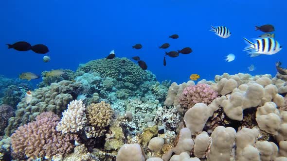 Underwater Sea World