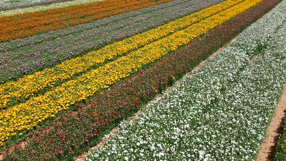 Buttercup Field at southern district Israeli Kibbutz From Above