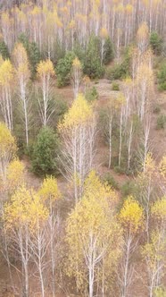 Vertical Video of a Beautiful Forest in the Afternoon Aerial View